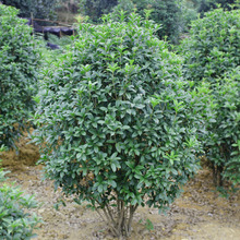 һ�����l���¹𵤹�𻨘����ļ������¹�������Դ�䎧����ͥԺ