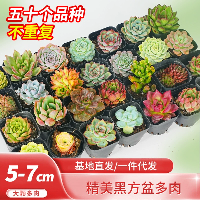 (Большие) Суккуленты для киоска оптом, комбинация больших сортов в горшках, большие суккуленты с горшками