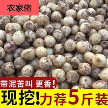 新货苦藠四川苦芥苦叫野小蒜苦茭团葱薤白小根葱野葱头带箱