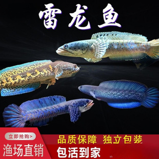 �w�~������{��ʯ�����~�����ò������^�p�~���{�ßᎧ�t�t��̫��