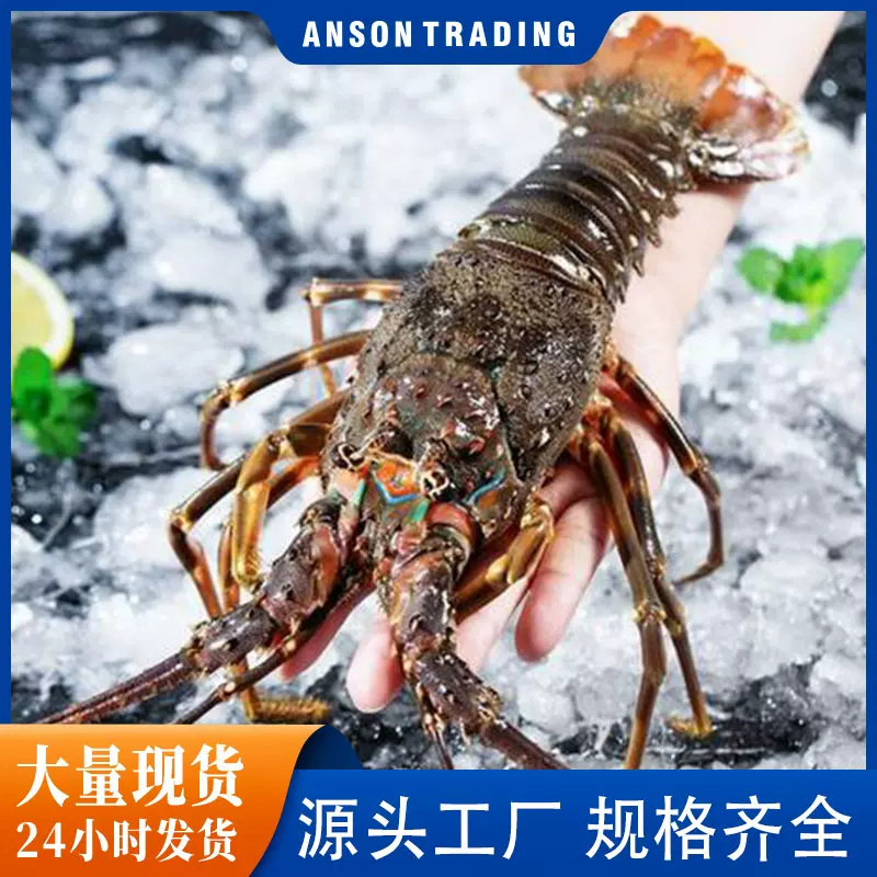 活冻小青龙龙虾批发鲜活大龙虾新鲜冷冻澳洲龙虾餐饮食材原料供应