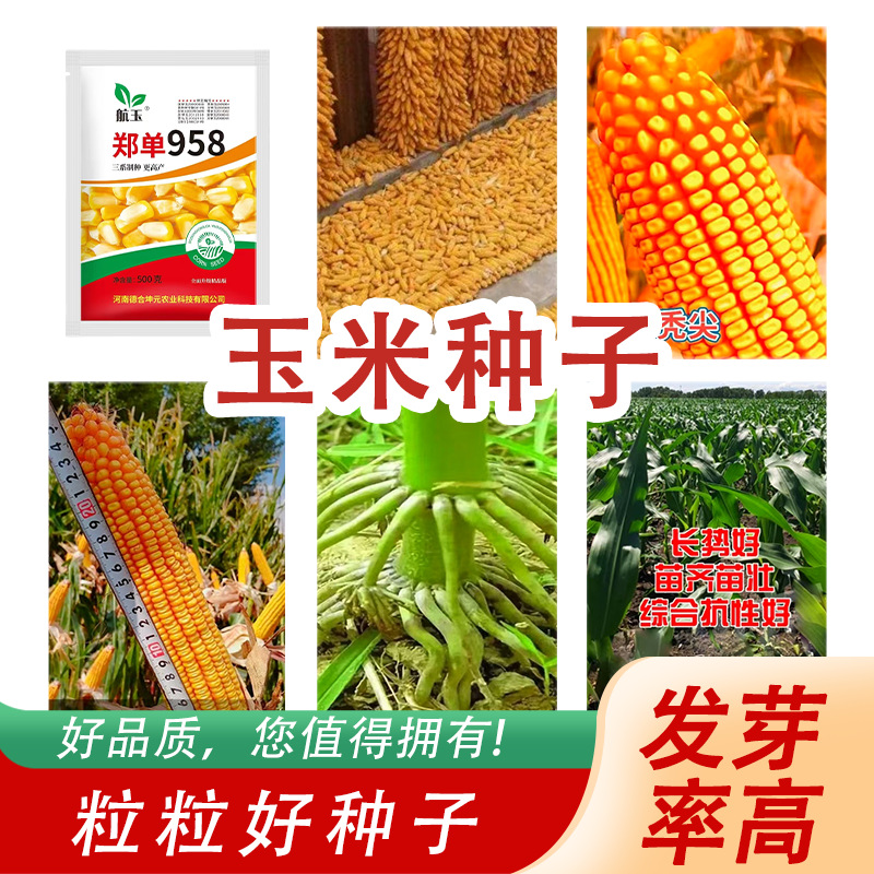 源头厂家玉米种子香甜粘糯粘黄玉米杂交种四季播香甜玉米种子