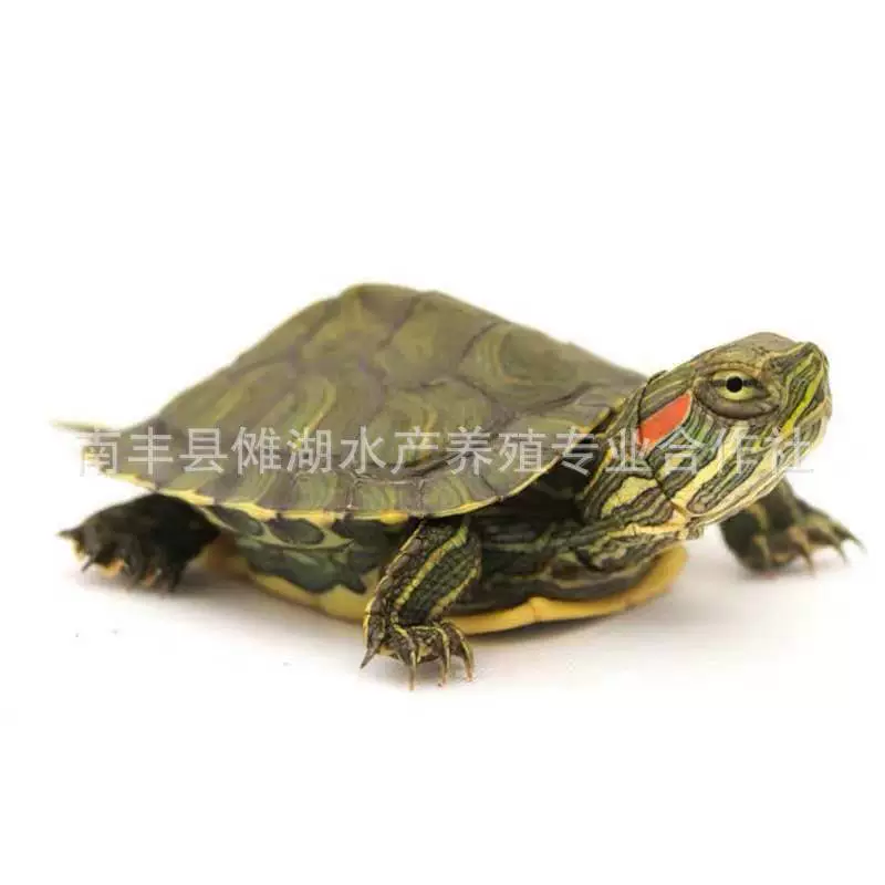 Бразильская черепахаPet turtle Brazilian turtle сеянцы большая Бразильская черепаха витрины многоцветный маленький черепашонок живой организм оптовая продажа