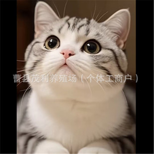 ���_���̻�����˾�Ӱ���؈��؈���N�������၆���̻��w����؈����