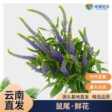 鼠尾花云南基地直发鼠尾草花艺花束配花配草灵动花材出口鲜花货源
