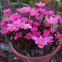 四季开花重瓣风雨兰种球风雨花葱兰韭兰庭院阳台盆栽花卉耐寒耐热