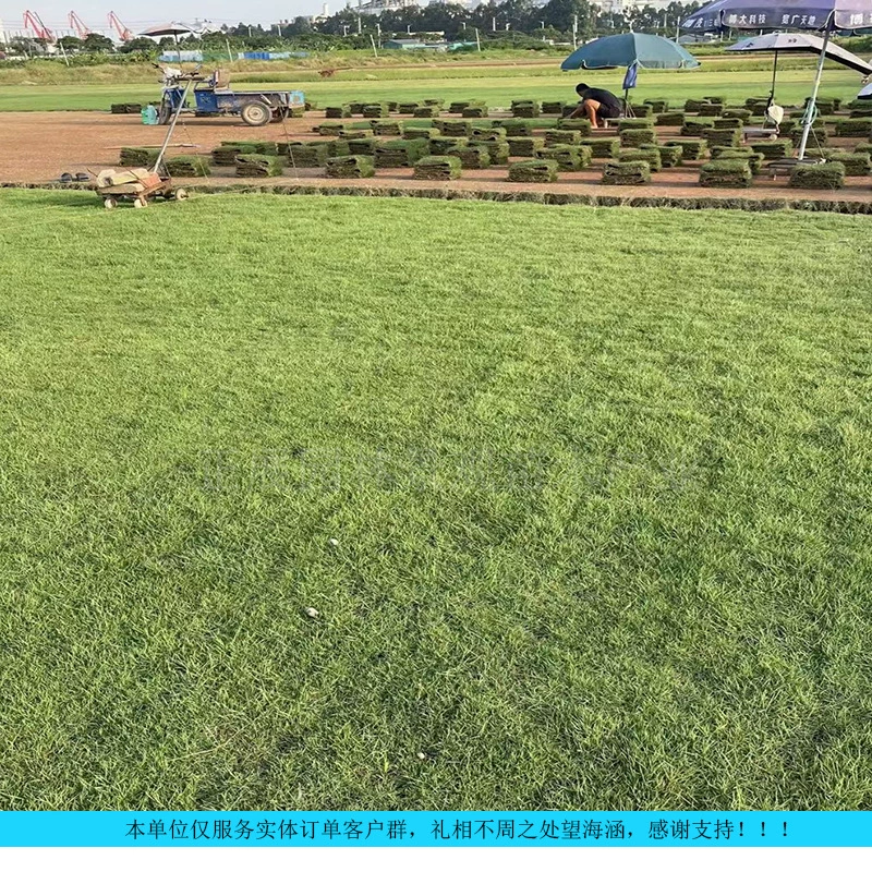 ‌ Свежескошенная тайваньская трава, манильская трава, отправляется в тот же день, упаковывается в живую траву для проектов защиты склонов и озеленения, оптовая цена низкая.