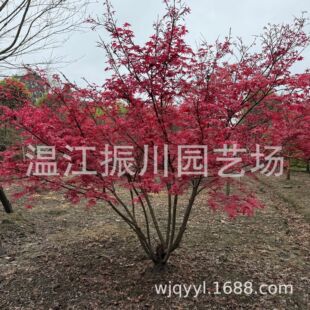 �f���a��ֱ�N������ľ����·���S�WУ���aС�^�G��ֲ�һ��؛Դ