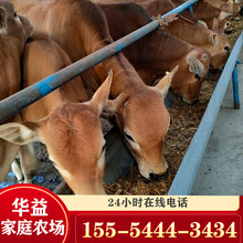 河北肉牛養殖場 常年出售西門塔爾牛犢 魯西黃牛牛犢價格