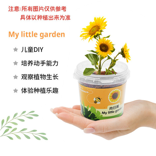 Factory Wholesale DIY Handmade Science Experiment Planting Student Kindergarten Toys Gift Planting Fruits and Vegetables