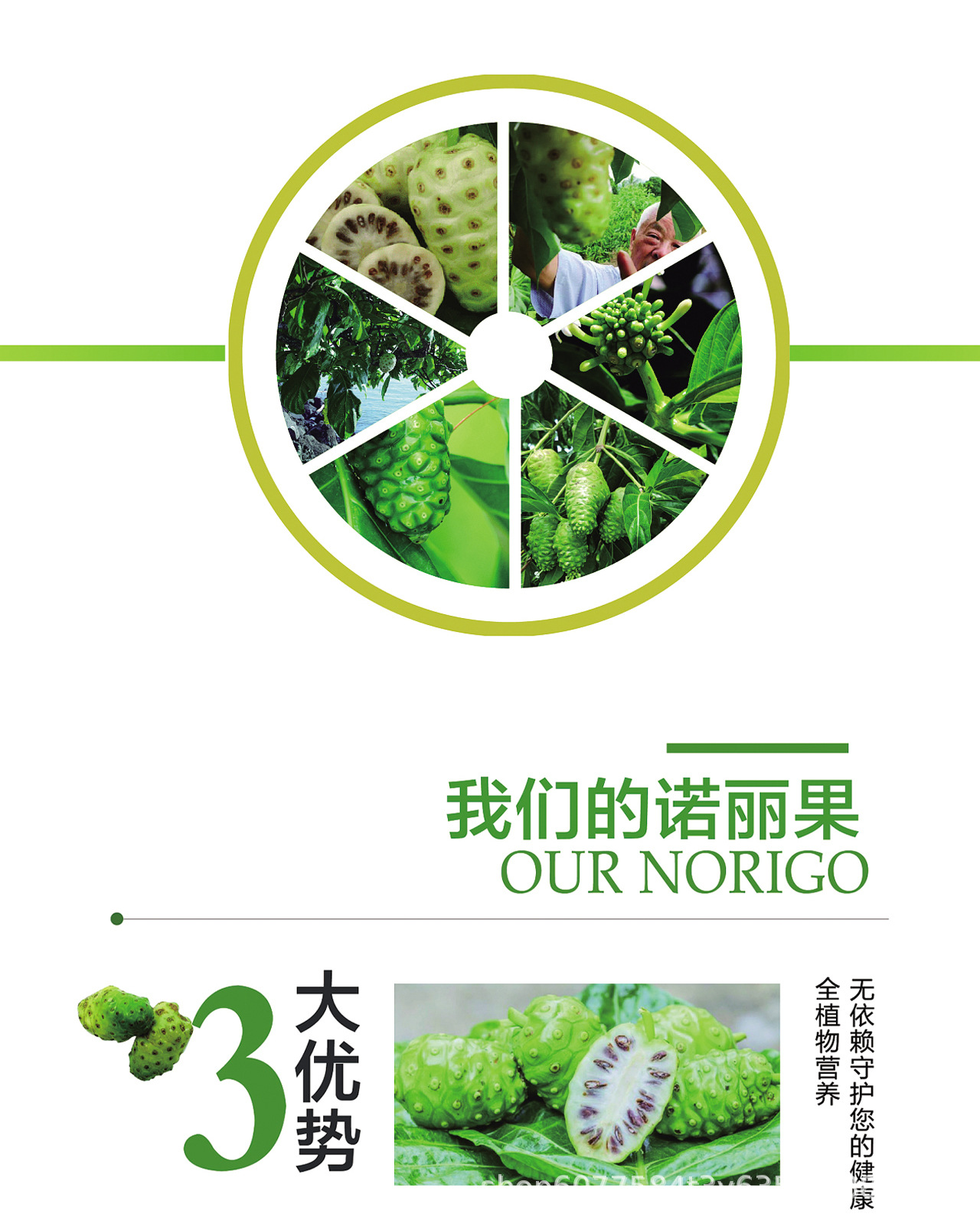 诺丽果详情04.jpg
