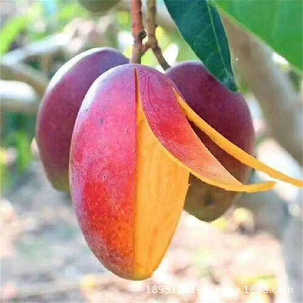 Рассада манго Южное фруктовое дерево Рассада Цзинь Хуан Манг Красная Императорская наложница Прививка четыре сезона