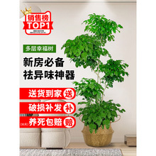 �����Ҹ���͏d���Դ��;Gֲ����҃��k�����ļ�����״��Ϙ��辰