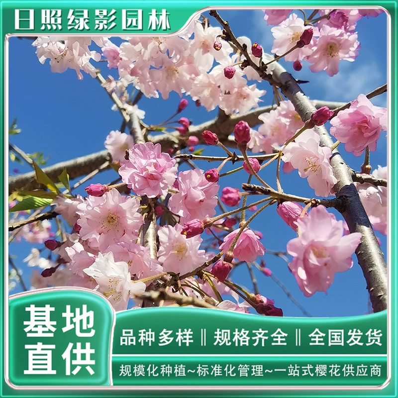 Восьмикратная красная ветка, висящие саженцы вишневых деревьев, предлагает основание для цветения вишни 3 см, восьмикратная красная ветка, висящая саженцы вишневого дерева, сколько стоит дерево