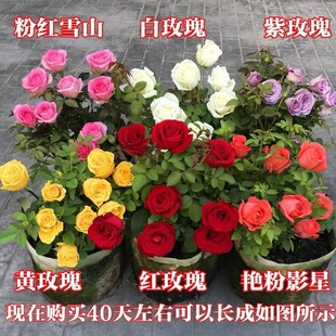 õ�廨���Ϙ��ش󻨻��ܾGֲ�������¼��Nޱ�҃����̨�ļ�