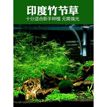 博龙液肥 博龙液肥品牌 图片 价格 博龙液肥批发 阿里巴巴