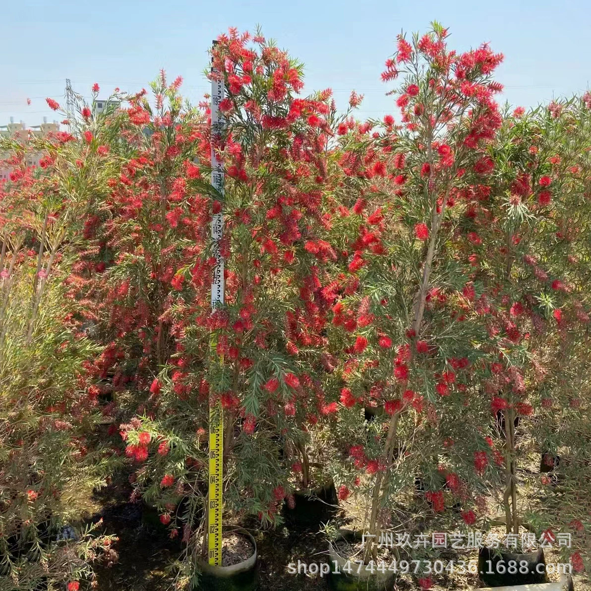 Красный Melaleuca Сад Пейзаж Сообщество Озеленение Проект Дерево База Посадка Прямые продажи На открытом воздухе Вечнозеленые Маленькие деревья и кустарники