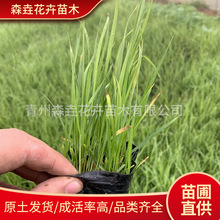 紫穗狼尾草小苗盆栽  多年生岸边护坡狼尾巴草 狼尾草苗多芽盆栽