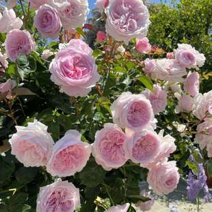 �W���S���¼���ɫ�����ľ��ͥԺ�̨�����ļ��_���ͺ��͟Ứ��