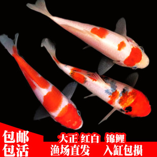 ��ˮ�^�p�~�ձ��\�����N��ϵ�\�����B�ͻ������ɫ�t��С�~����~