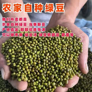 绿豆新鲜可发芽农家新货绿豆薄皮优质绿豆粥绿豆糕原料批发代发