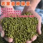 代发发芽新鲜农家绿豆