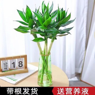 �Ĳ��񎧸��^����ɻ����F��ˮ��ֲ���k���҃�ˮ�B�Gֲ�����՚�