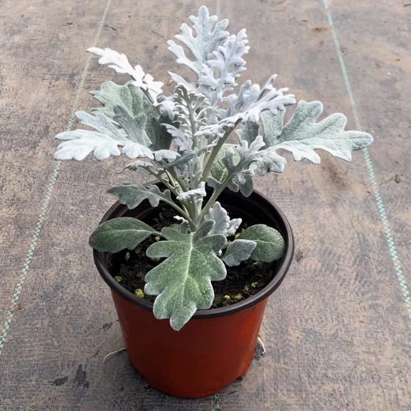 은박국화 120 # 간이 세면대 2개 세면대