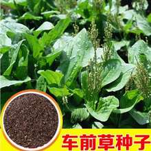 食用车前草种子平车前野菜四季播种材车轮菜野生车前子籽