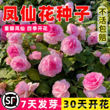 重瓣凤仙花种子籽指甲花卉太阳花种孑向日葵室外混色四季播种开花