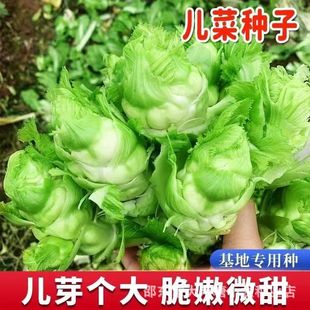 ��ԭ�b�·N�����˷N���Ĵ��خa�ļ������޲��߲˷N�������׷Nԭ�b