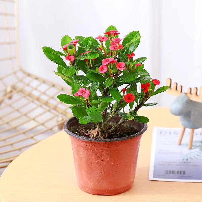 虎刺梅四季开花盆栽好养易活花卉植物室内花客厅阳台绿植铁海棠花