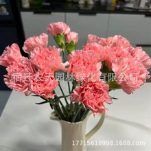 康乃馨花籽四季花卉观花植物易活室内外盆栽开花不断耐寒花种籽子