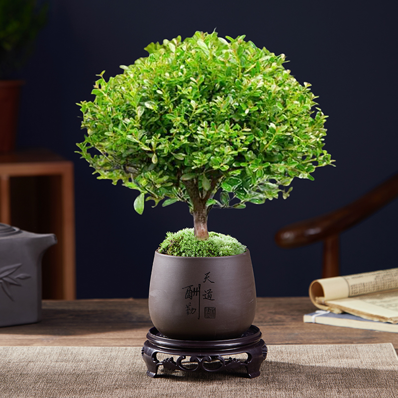 A급 고품질 작은잎 피니퍼스 + 천도유진 도자기 화분 + 둥근 바닥 지지대 + 이끼 + 비료