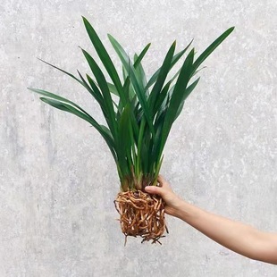 Orchid Potted Plant with Fragrant Aroma, Black Ink Orchid, Wide-Leaf Orchid Seedling, White Ink Orchid for Living Room and Balcony Greenery