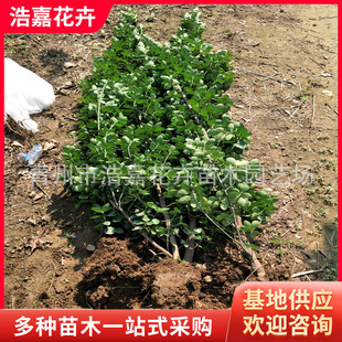 ���l �������S�� �����������S�� �h�� �@�ֹ��� ���ݻ���