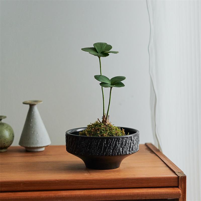 Mexican Iron Moss Ball Desktop Study New Chinese Zen Evergreen Green Plant Indoor Plant Iron Tree Clover