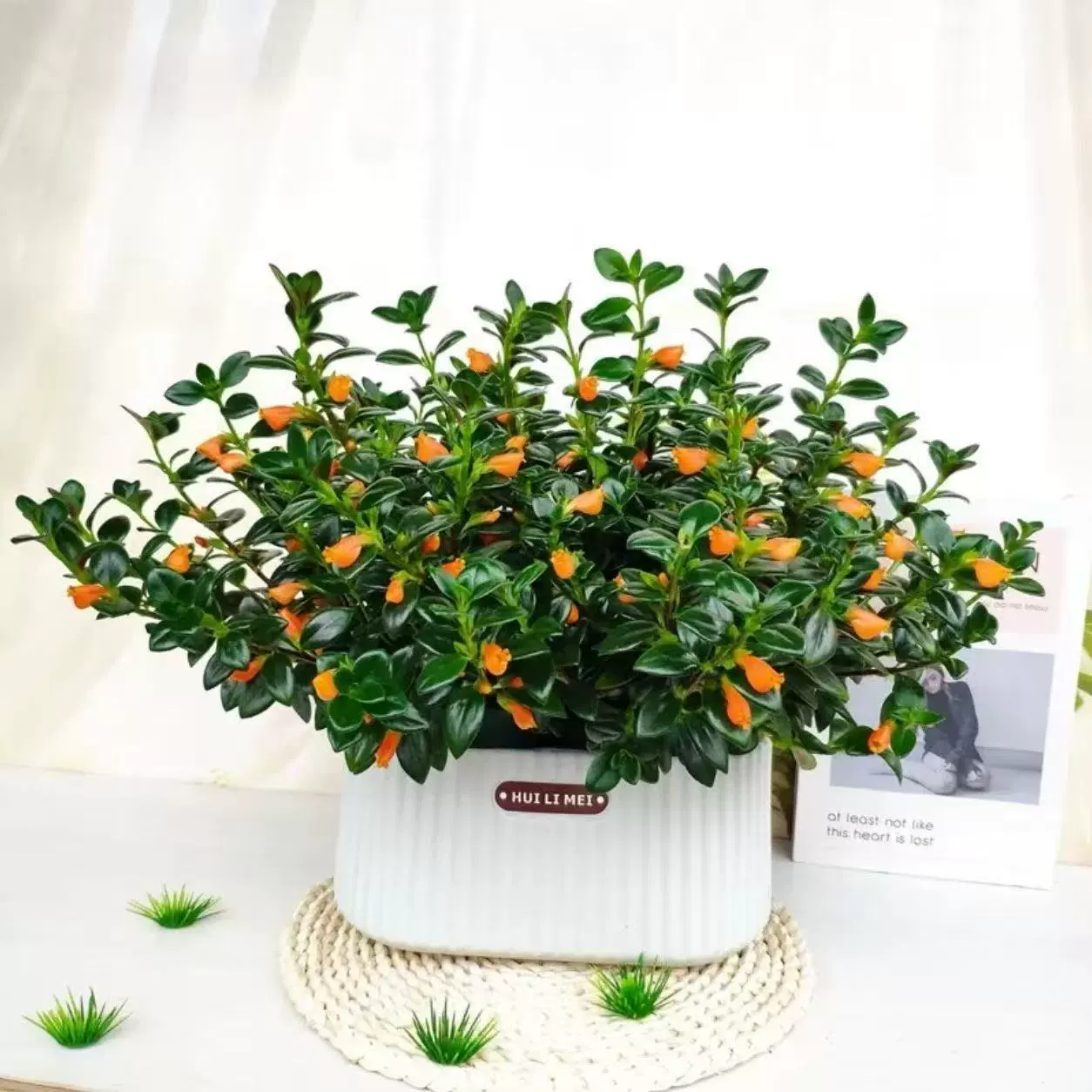 Вечнозеленый круглый год, засухоустойчивый, хорошо для кормления, богатые золотые рыбки цветы и растения, крытая гостиная, Висячие Орхидея, цветы золотых рыбок, горшечные растения, зеленые растения