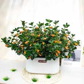 四季常青耐旱养活聚财金鱼花卉植物室内绿植盆景客厅吊兰花盆栽