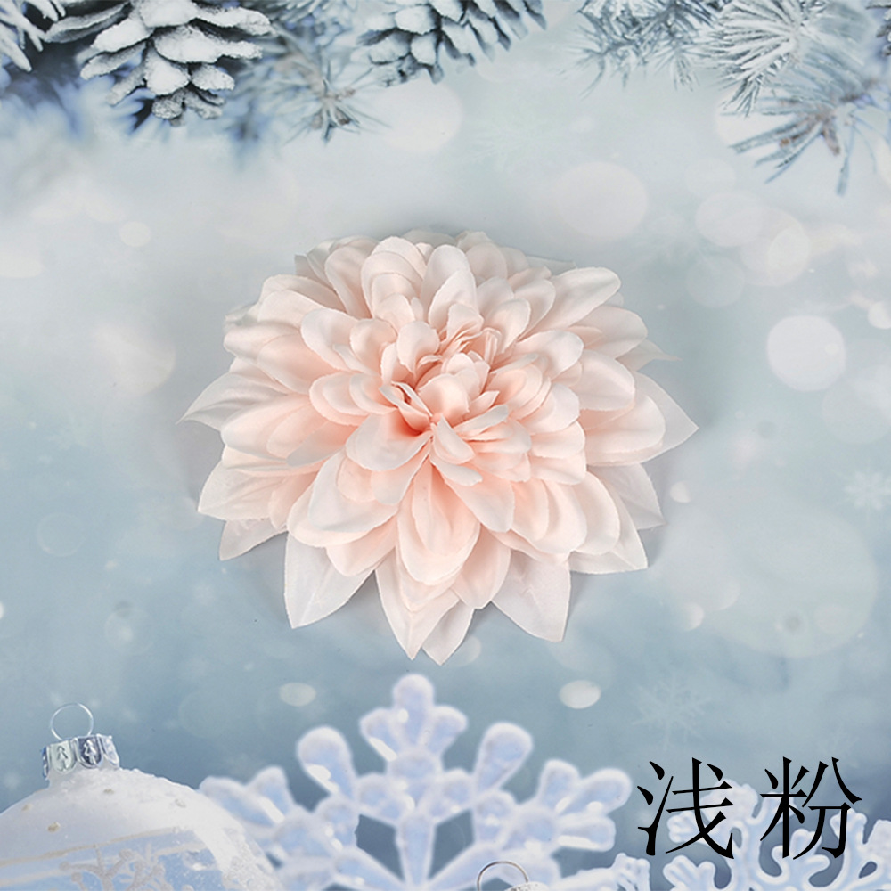 가벼운 핑크 SL 큰 epiphyllum 꽃 머리