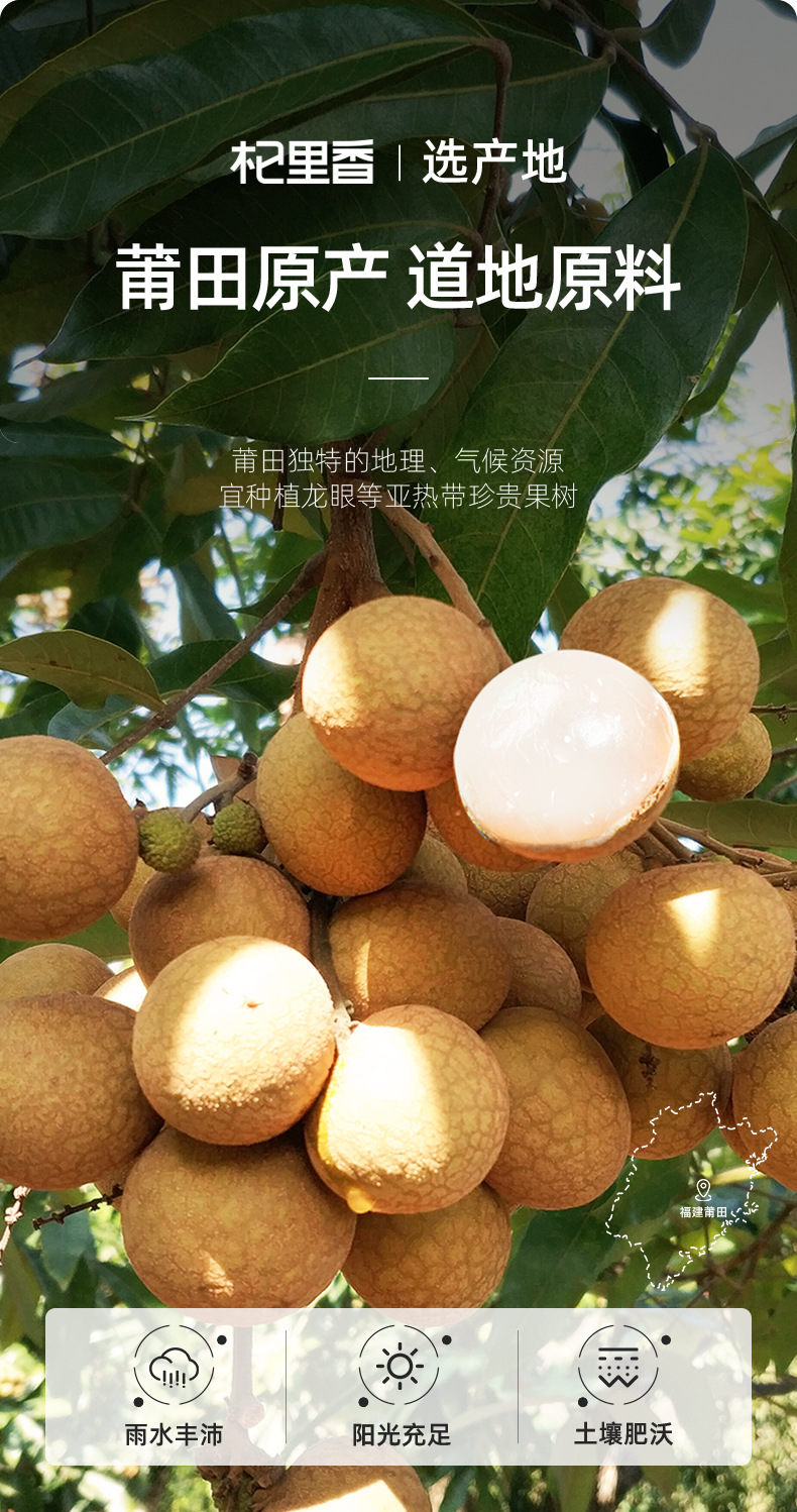 Dried Seedless Longan Flesh 100g Ready to Eat Fujian Guiyuan Rou key features