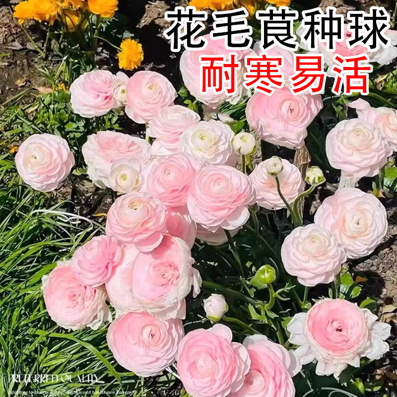 Imported Ranunculus Peony Potted Double-Flowered Bulb Seedlings Seeds Indoor and Outdoor Four-Season Flowering Plants and Florals