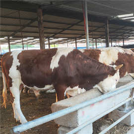 西门塔尔牛 改良肉牛苗小牛犊子鲁西黄牛牛犊 利木赞育肥牛多少钱