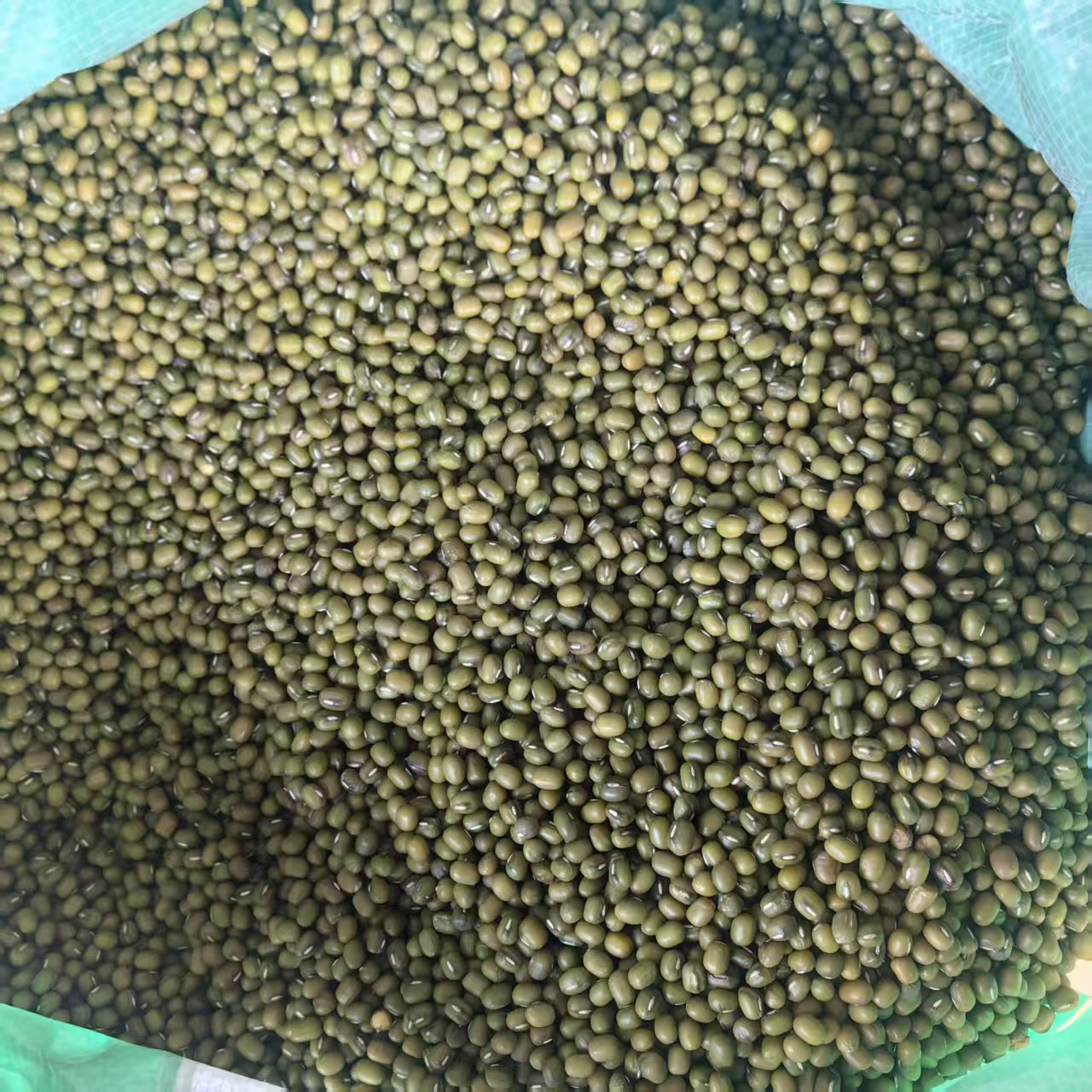 Northeast Mung Bean 2025 New Crop Lu Dou 500g 1000g Clean Culinary Green Beans for Soup Congee and Summer Drinks quality and texture