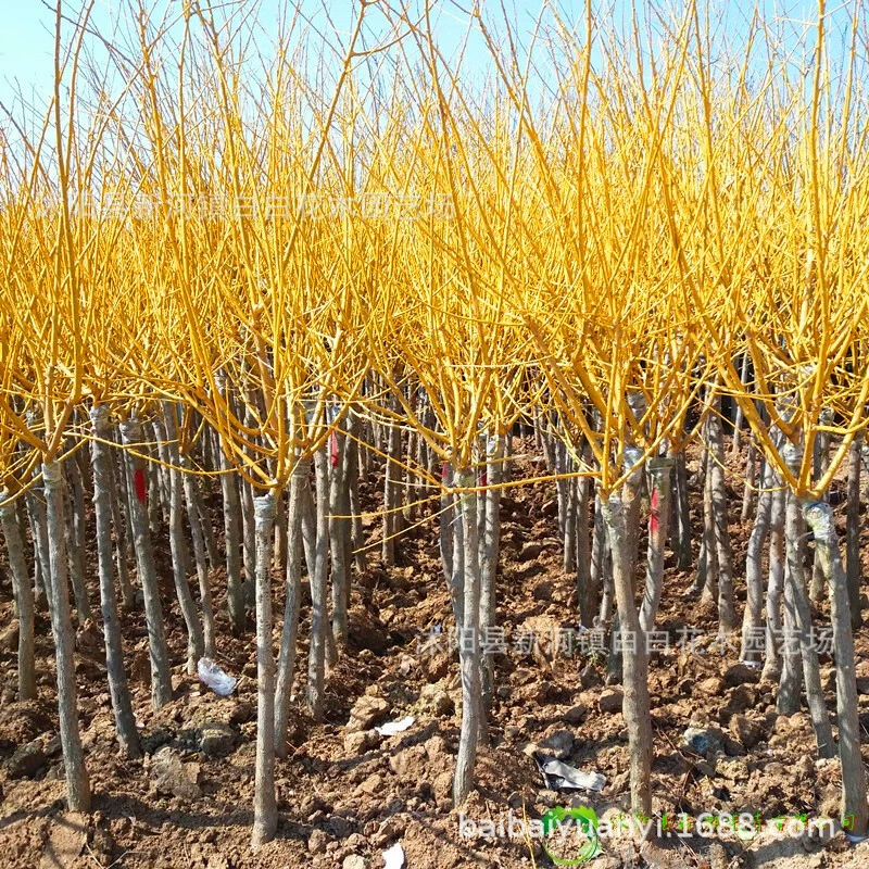 Золотые саженцы Софоры Го Саженцы Софоры во дворе морозостойкие и устойчивые к погружению саженцы висит дорожные деревья Золото Софора диаметр земли 3cm