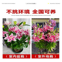 好苗易活花种进口养活开花物香水盆栽花卉绿植室内百合花种球四季