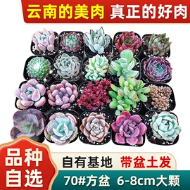 仙人掌及多肉;营养液