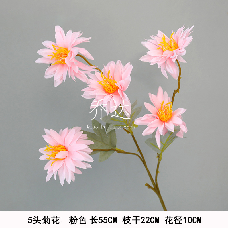 5 chrysanthemums