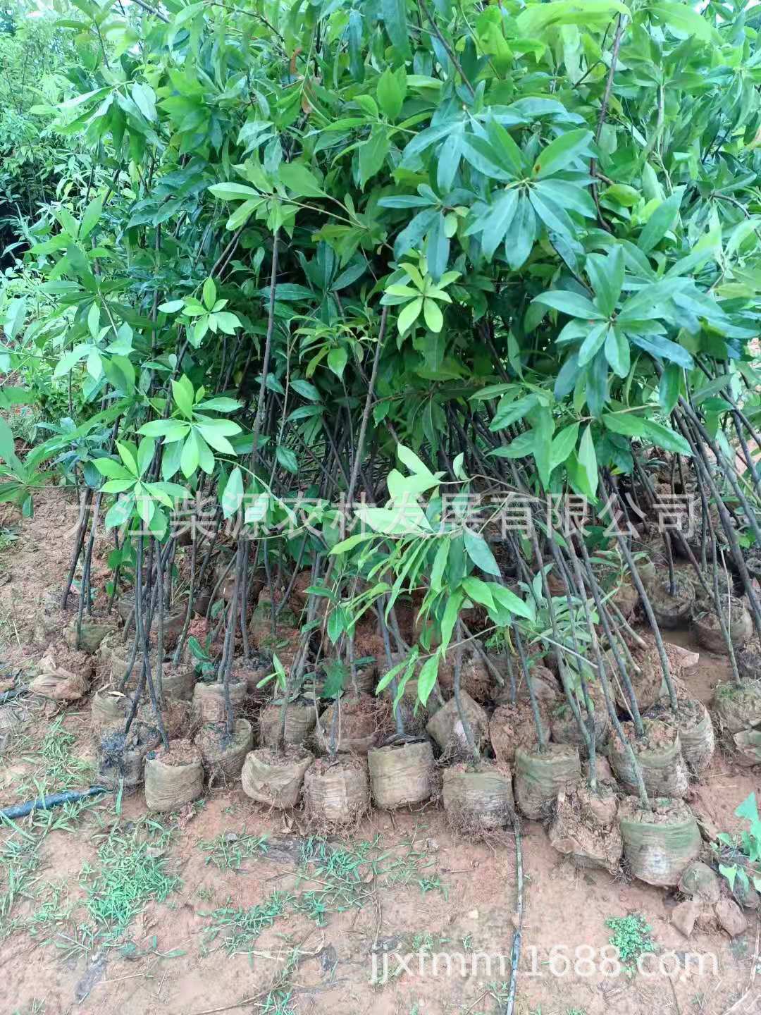 大量批发10公分木荷荷木小苗5何树木荷种籽种子楠乔木-阿里巴巴