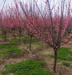 Dropshipping Native Plum Saplings for Ground Planting, Courtyard Ornamental Flowers, Cold-Resistant Plants, Wintersweet, Beauty Plum, and Bone-Red Plum